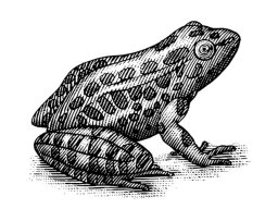 Frog 2 2